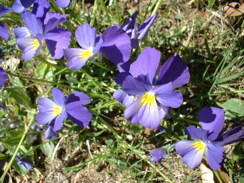 Anemone nemorosa, viola eugeniae, ranunculo